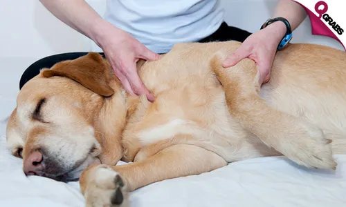 Animal Physical Therapy Course!